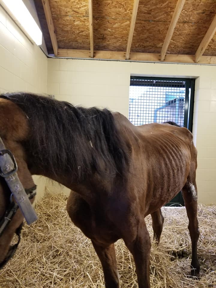 Emaciated horse comes to Equine Humane Center Jessamine Journal